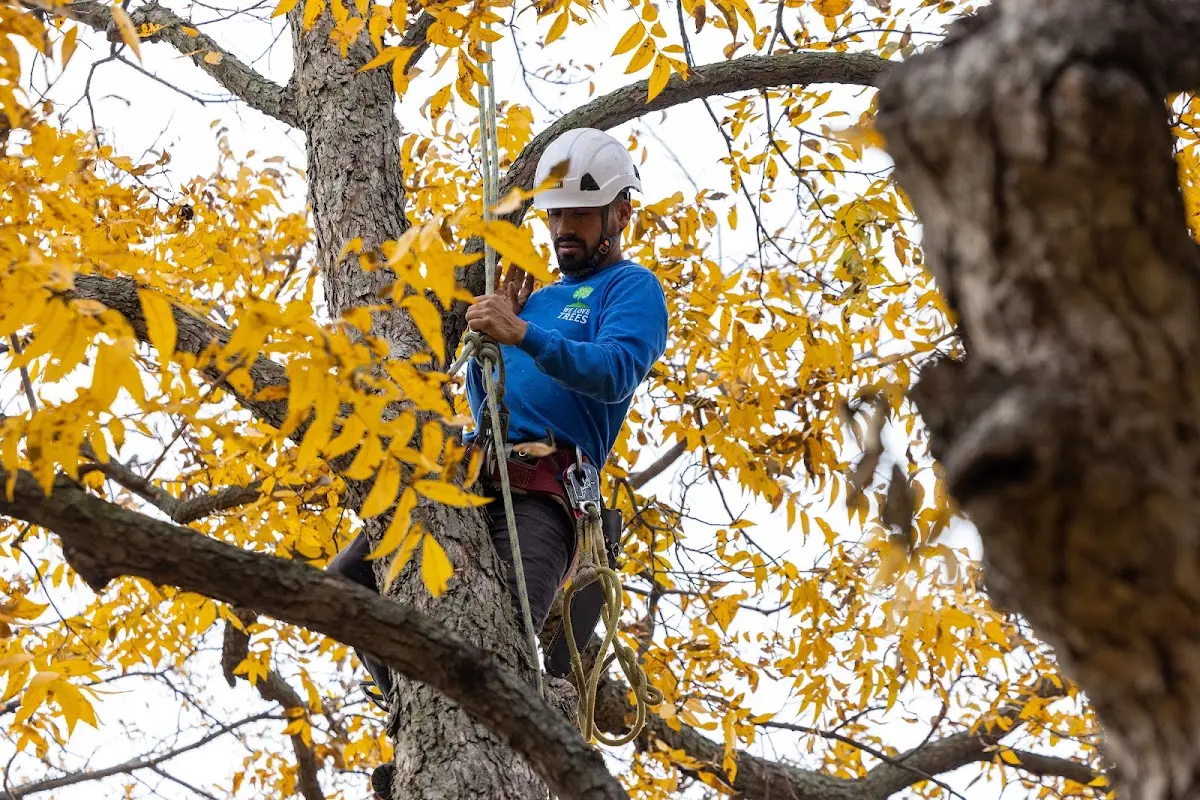 Skilled Tree Planting crew working in Hicksville